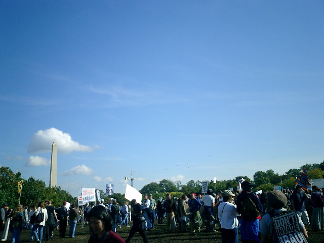 Birds flock across rally